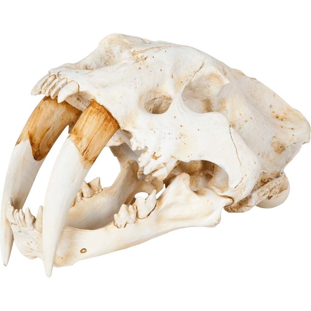 Authentic Replica Sabertooth Skull Sculpture on a white background
