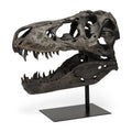 Authentic Replica T Rex Skull Sculpture on a white background