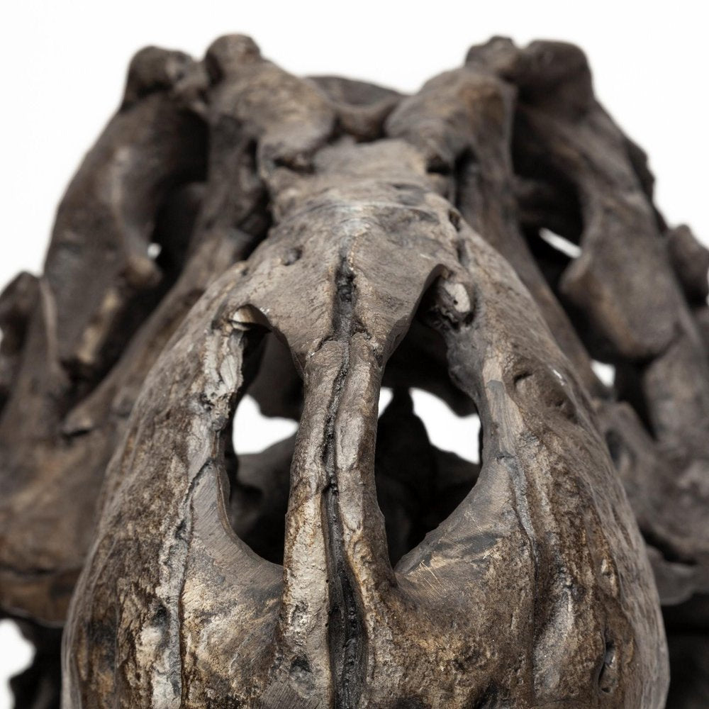 Authentic Replica T Rex Skull Sculpture close-up detail