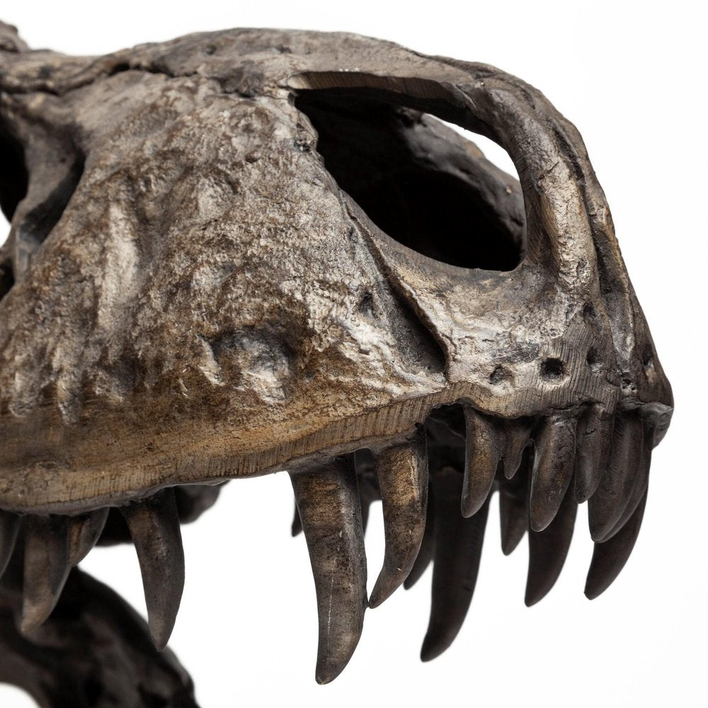 Authentic Replica T Rex Skull Sculpture on a white background