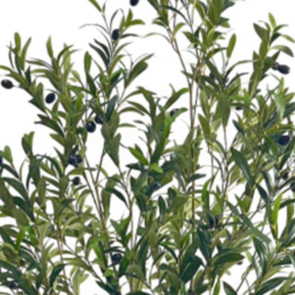 71" Green Artificial Olive Tree In Cylindrical Black Pot