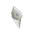 White resin seashell candle holder with light blue unscented soy wax and a wooden wick on a white background.